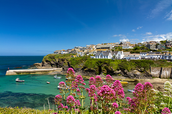 Port Isaac with flowers in the foreground and houses, cliff and harbour below with boats on a clear sunny day.